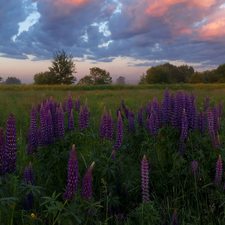 clouds, trees, Violet, viewes, Meadow, Flowers, lupine