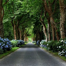 Flowers, Park, viewes, Way, trees, Blue