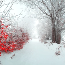 Way, trees, viewes, snow