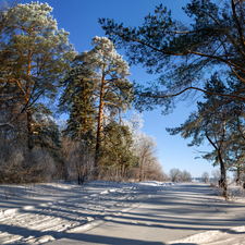 Snowy, winter, trees, viewes, pine, Way