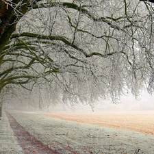 Way, trees, viewes, Snowy