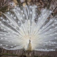 White, trees, viewes, peacock