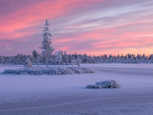 lake, Ladoga, winter, trees, clouds, Karelia, Russia, viewes