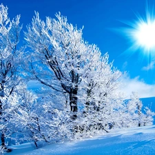 viewes, winter, sun, trees, rays