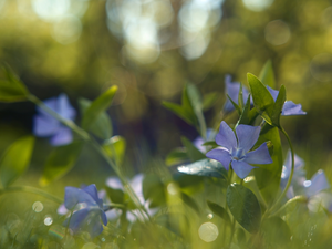 Vinca, Blue, Flowers
