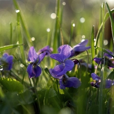 Viola odorata, dew