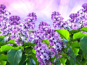 Bush, without, graphics, Violet