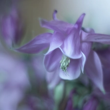 columbine, Violet, Colourfull Flowers, graphics