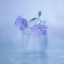 Colourfull Flowers, myrtle, Violet