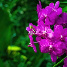 orchid, Colourfull Flowers, Violet