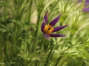 Colourfull Flowers, pasque, Violet