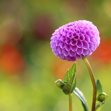 Colourfull Flowers, Dalia, Violet