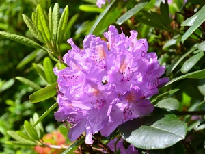 Violet, Colourfull Flowers