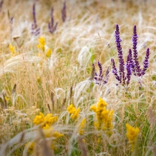 Flowers, lavender, grass, Violet