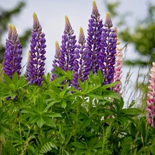 Flowers, Pink, lupine, Violet