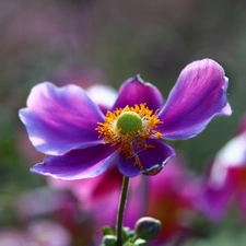 Colourfull Flowers, Japanese anemone, Violet