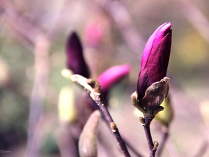 Violet, Magnolia