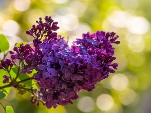 Leaf, blurry background, Violet, without, twig