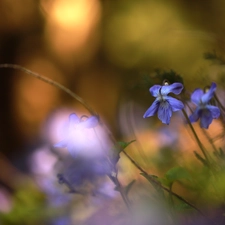 Flowers, Blue, fragrant violets