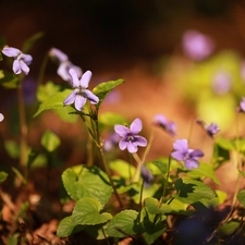 Flowers, lilac, fragrant violets