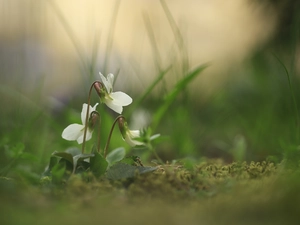 Flowers, White, fragrant violets