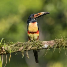 branch, Plants, Arasari Visit poster, Bird, Toucan