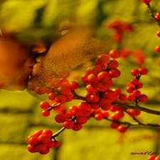 face, Fruits, wall, Plant