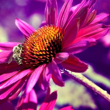 Pink, echinacea, bee, Colourfull Flowers