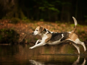 water, running, Beagle