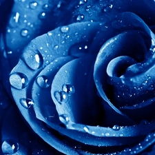 Blue, drops, water, rose