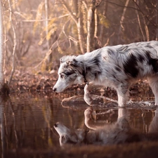 dog, water, Bush, Border Collie