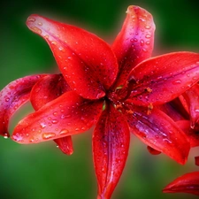 Claret, drops, water, Lily