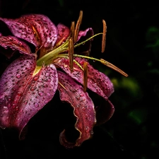 Claret, drops, water, Lily