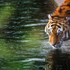 water, tiger, coast