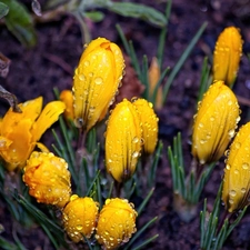 water, crocuses, drops