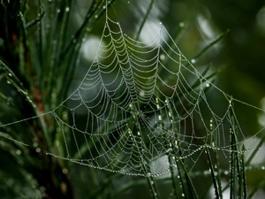 grass, Water drops, Close, Web