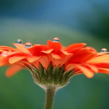 Colourfull Flowers, drops, water, Gerber