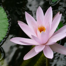 Colourfull Flowers, water, water-lily, Leaf