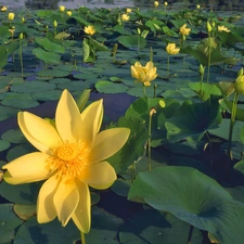 Colourfull Flowers, Yellow, water