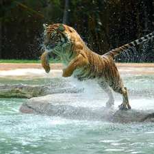 water, tiger, jump