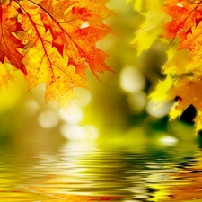 water, autumn, Leaf