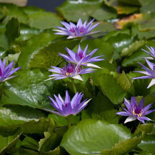 Leaf, purple, Water lilies