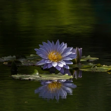 Colourfull Flowers, Lily, water-lily, Leaf