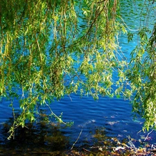 water, Willow, Leaf