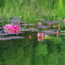 lilies, water