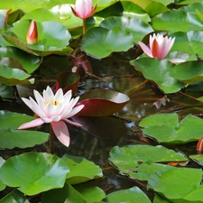 lilies, water