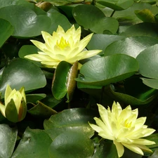 water, Flowers, lilies