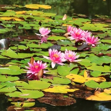 water, Pink, lilies