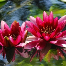 water, Red, lilies