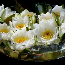 lilies, vase, water, water